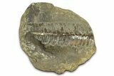 Fossil Fern (Pecopteris) Nodule Pos/Neg - Mazon Creek #331704-2